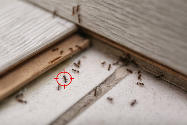 Best Spider Control Near Me  in Wanamassa, NJ